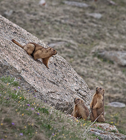 022_Menzbier marmot (Marmota menzbieri)_Kazakhstan