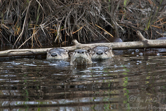 063  North American River Otters (Lontra canadensis) - NC