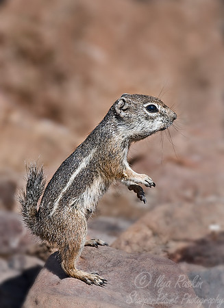 012_Chipmunk _AZ