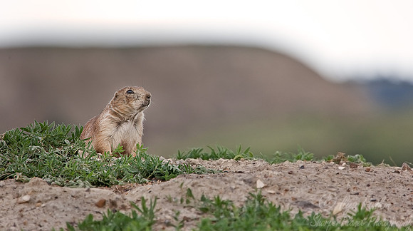 019_Black-Tailed Prairie Dog (Cynomys ludovicianus)_ND