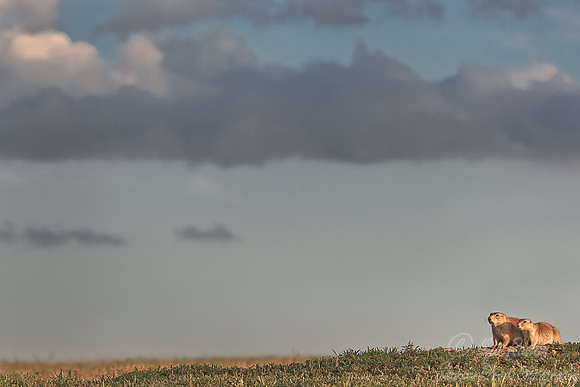 016_Black-Tailed Prairie Dog (Cynomys ludovicianus)_ND