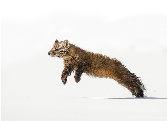 080 American Pine Marten (Martes americana) - Adirondack NY