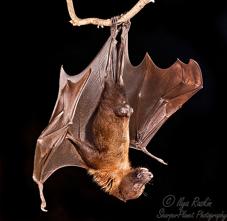 050_Flying Fox