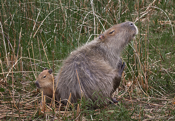 070 Capybara (Hydrochoerus hydrochaeris) - Ibera Wetlands Argentina