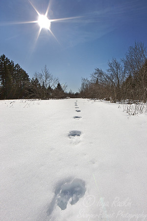 025_Snowshoe hare tracks_MN