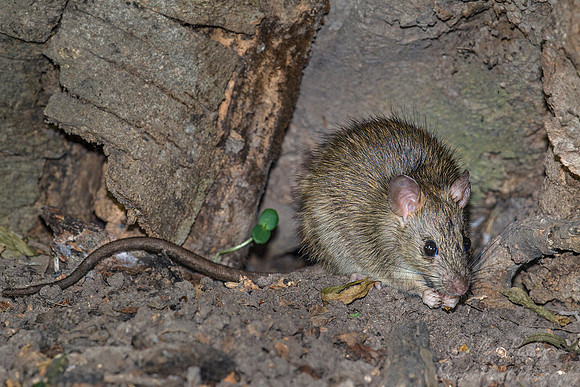 087 Southern plains woodrat (Neotoma micropus)