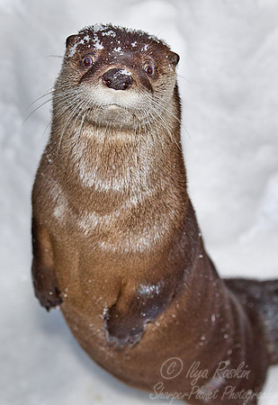 061 North American River Otter (Lontra canadensis) - MA