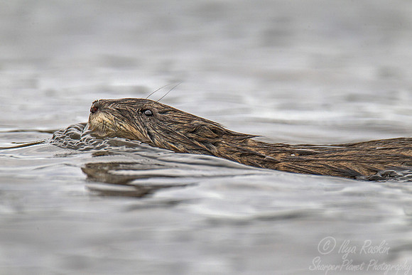 074 Muskrat (Ondatra zibethicus) - Nome AK