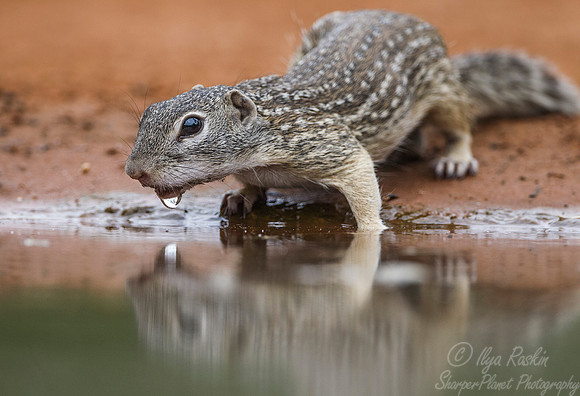 084 Mexican Ground Squirrel (Spermophilus mexicanus) - Texas