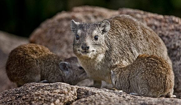 043_Hyrax_Tanzania