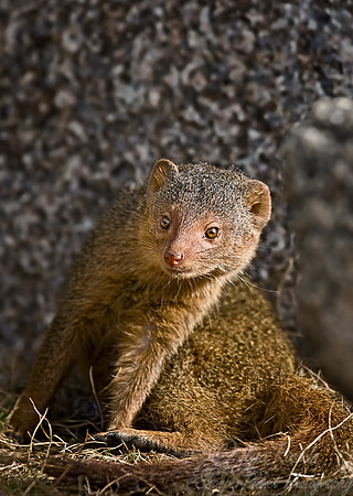 041_Dwarf Mongoose_Tanzania