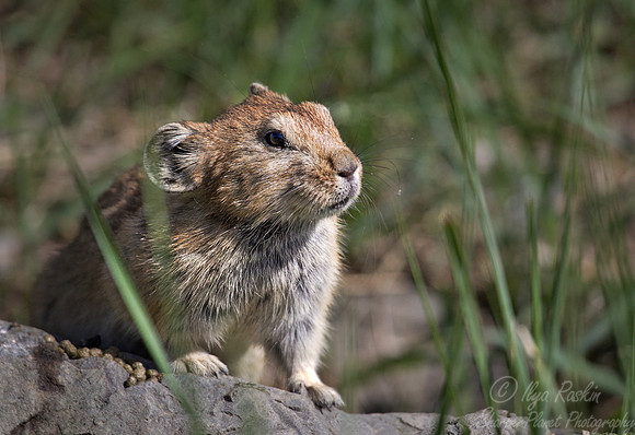 066 Pallas's (Mongolian) Pika (Ochotona pallasi) - Mongolia