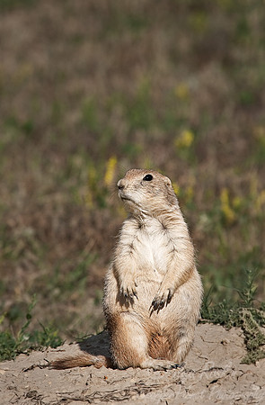 021_Black-Tailed Prairie Dog (Cynomys ludovicianus)_ND