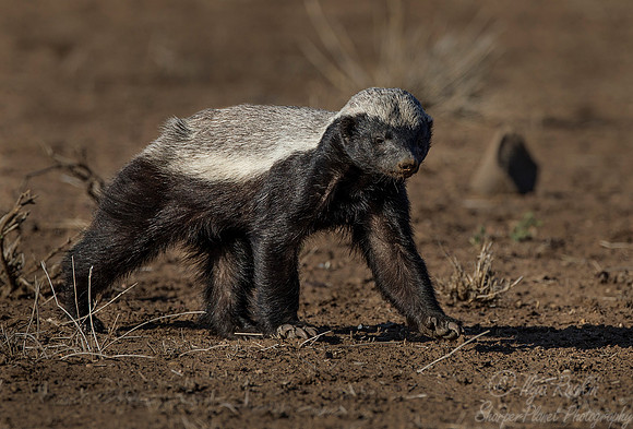 096 Honey Badger (Mellivora capensis) - KNP South Africa