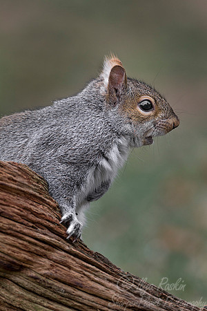 077 Gray Squirrel (Sciurus carolinensis) - NJ