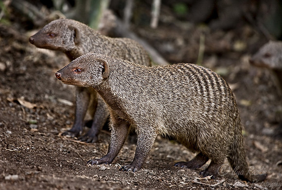 040_Banded Mongoose_Tanzania