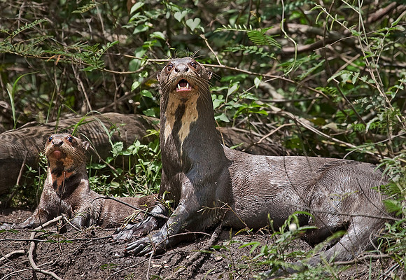 048_Giant otters 2_Pantanal_Brazil