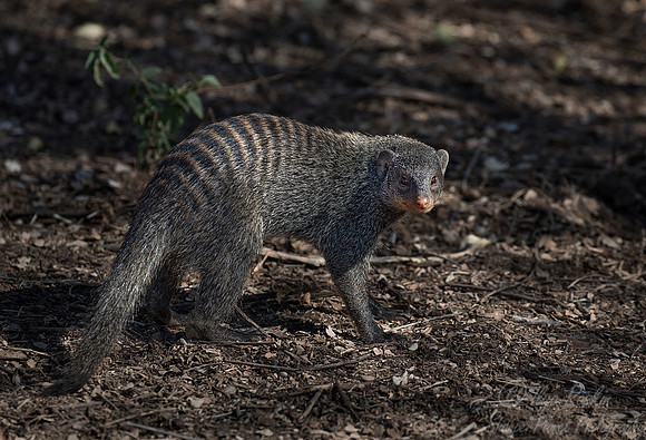 092 Banded Mongoose (Mungos mungo) - KNP South Africa