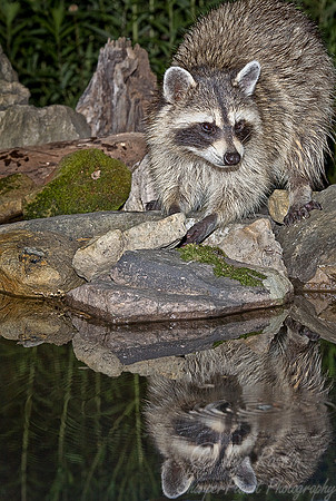037_Raccoon_PA