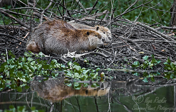029_Nutria_LA