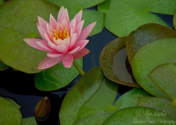 010_Water Lily_NY