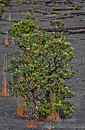 042 Ohia lehua (Metrosideros polymorpha) - Big Island HI