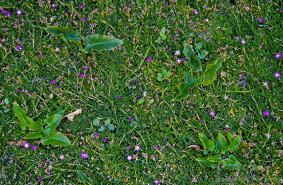 002_Coastal Chile_print