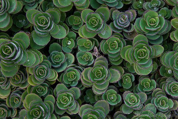 098 National Botanic Guarden - Cuba