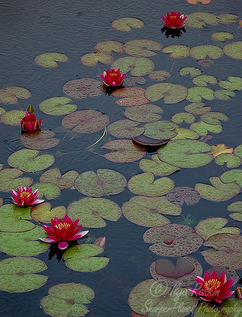 012_Water Lilies_PA