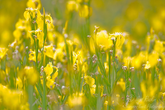 092 Irises - Argentina
