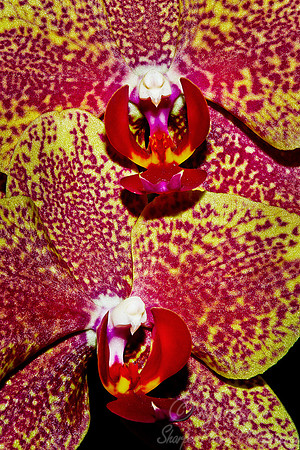 065 Orchids - NY Botanic Garden