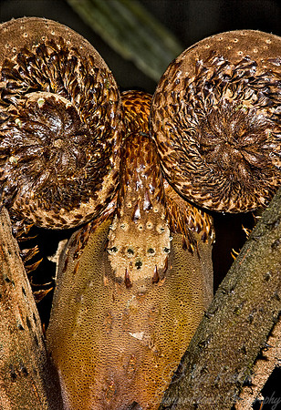 031_Tree Fern Fronds_Ecuador