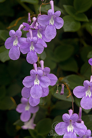 058 NY Botanic Garden