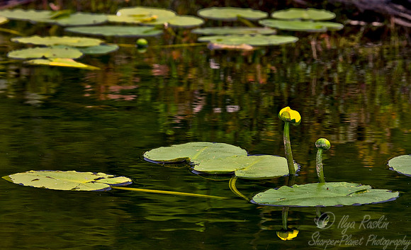 027_Water Lilies_PA