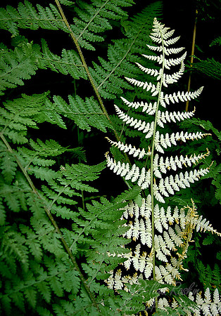 013_Ferns_PA