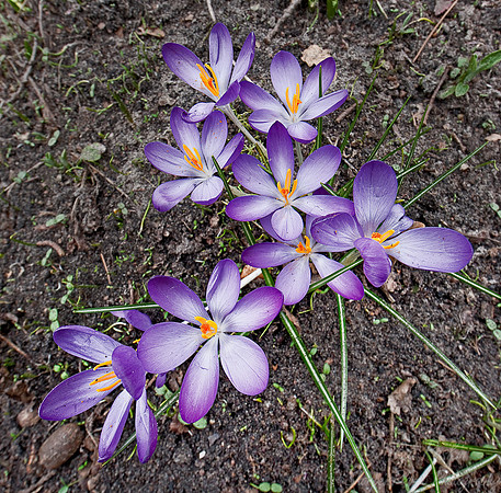 033_Crocuses_Holland