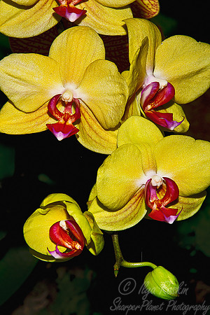 064 Orchids - NY Botanic Garden