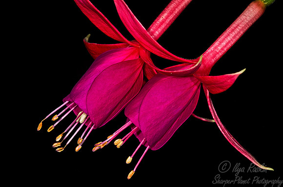 081 Longwood Gardens - PA