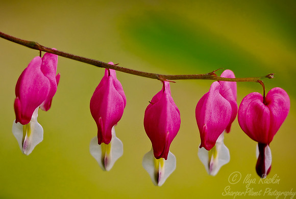 001_Bleeding Hearts_PA
