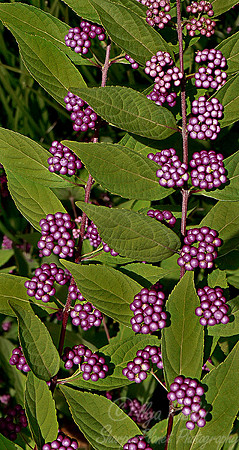 022_Beautyberry_PA