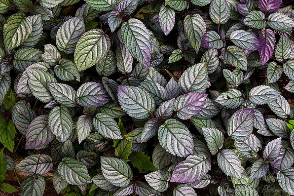 099 National Botanic Guarden - Cuba