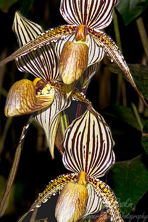 062 Orchids - NY Botanic Garden