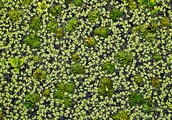 094 Water plants - Argentina