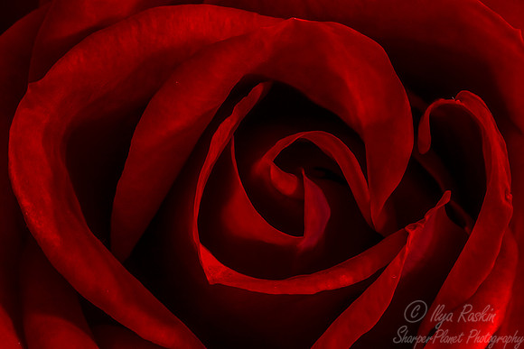 100 Rose petals - NJ