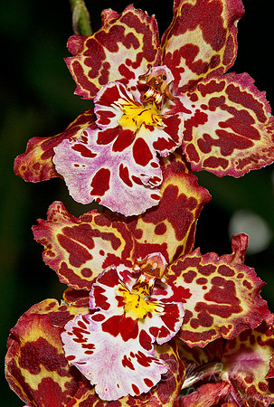 051 Orchids -NY Botanic Garden