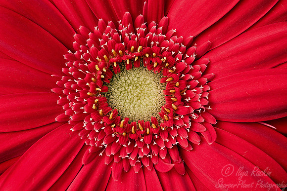 006_Gerbera Macro_CA