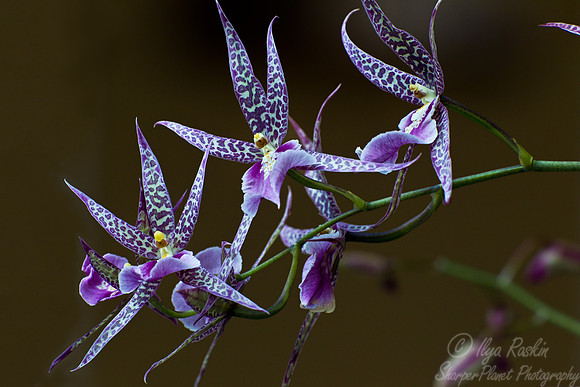 044 Orchid - Big Island HI