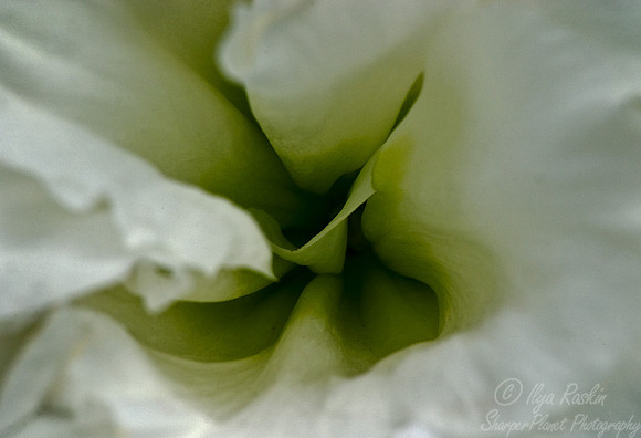 004_Floral Macro_CA