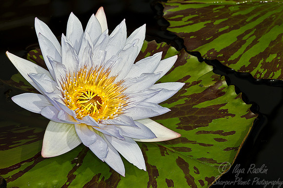 085 Longwood Gardens - PA