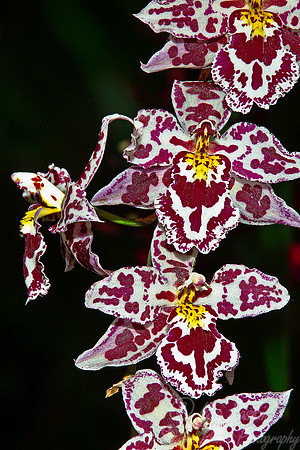 052 Orchids -NY Botanic Garden